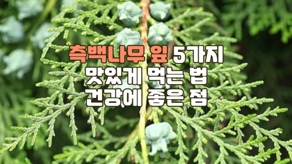 측백나무 잎 효능 5가지 I 측백나무 잎 맛있게 먹는 법 I 측백나무 잎 건강에 좋은 점 I 측백나무 잎 같이 먹으면 좋은 식재료.png