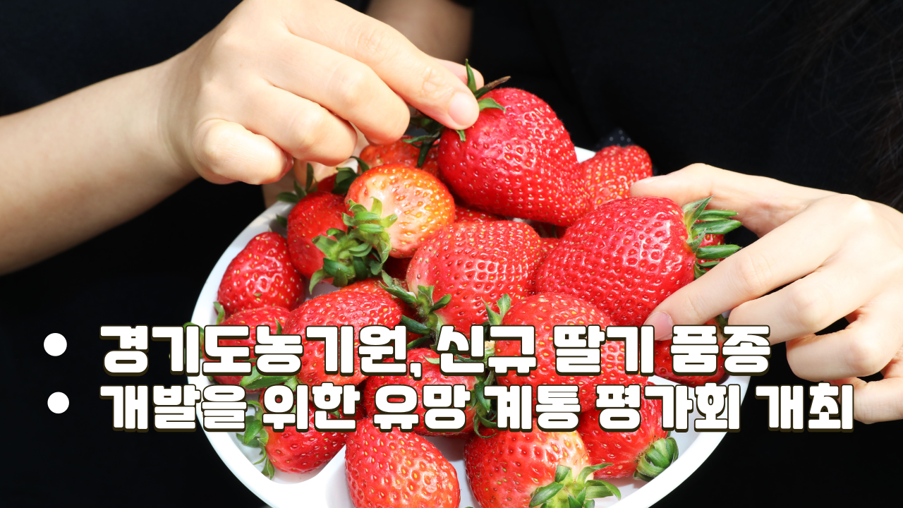 경기도농기원, 신규 딸기 품종 개발을 위한 유망 계통 평가회 개최