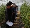 토마토 명품 작물 재배, 활성화 방안