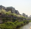 [이팝나무]청계천변 가로 2017 봄꽃길 4월초~6월말