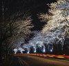 봄꽃축제,무안 왕벚꽃길 ‘경신동~양학리’ 3km 개방