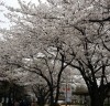 [벚꽃]통인시장~ 필운대로 ‘2017 봄꽃길’ 4월초~4월말