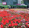 호수공원 꽃축제 ‘2017고양국제꽃박람회’ 야간개장