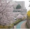 [중구]남산타운아파트 ‘서울 봄꽃길’ 개나리와 벚꽃이 만개