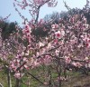 제9회 영천복사꽃 전국사진촬영 대회,4월 봄꽃축제