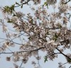 <전남>2017영광 벚꽃명소 ‘4월~5월초’ 구경오세요!