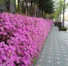 [중랑구]아름다운 철쭉 ‘서울 봄꽃길’ 3월말~5월말