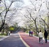[중구]남산공원 순환로 ‘서울 봄꽃길’ 연분홍 벚꽃길