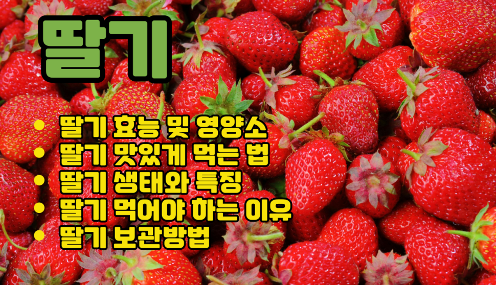 딸기 효능 I 딸기 생태와 특징 I 딸기 먹어야 하는 이유