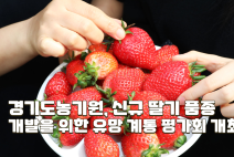 경기도농기원, 신규 딸기 품종 개발을 위한 유망 계통 평가회 개최