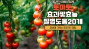 토마토 효과및효능 질병도움20개?